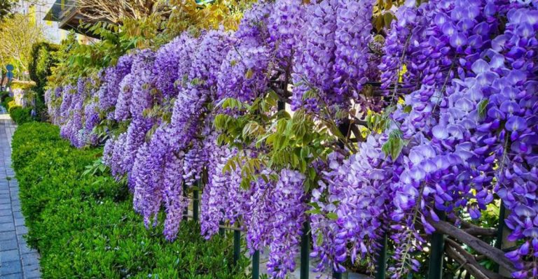 20 Beautiful Flowers That Are Surprisingly Invasive
