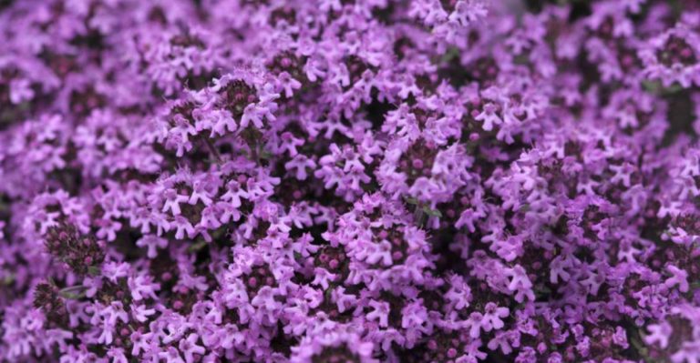 21 Best Ground Covers for a Weed-Free Garden