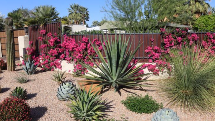 19 Effortless Desert Landscaping Ideas for a Stunning, Low-Maintenance Yard