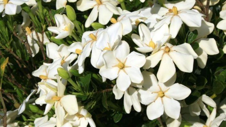 20 Flowers That Change Their Scent Depending on the Time of Day