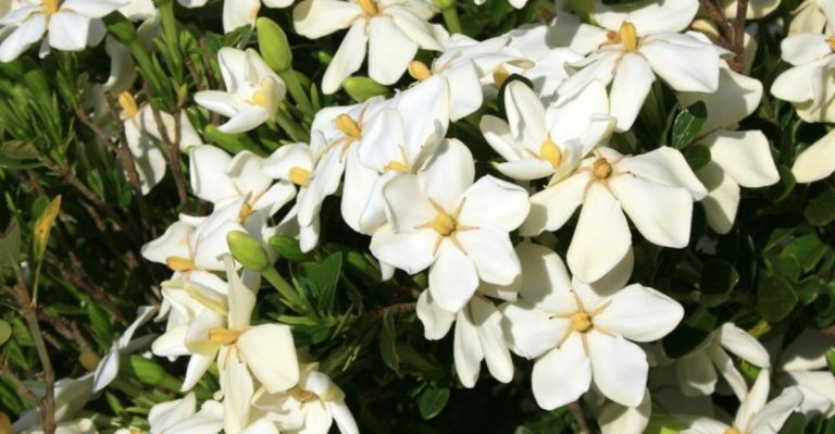 20 Flowers That Change Their Scent Depending on the Time of Day