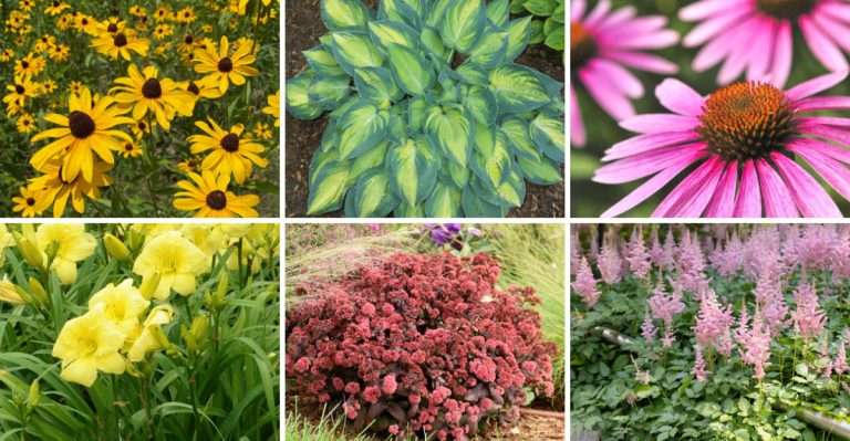 20 Low-Maintenance Perennials for the Northeast