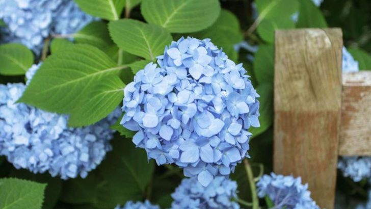 15 Ornamental Shrubs That Will Give Your Garden a Luxurious Look