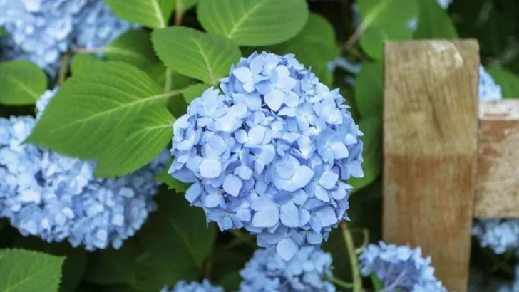 15 Ornamental Shrubs That Will Give Your Garden a Luxurious Look