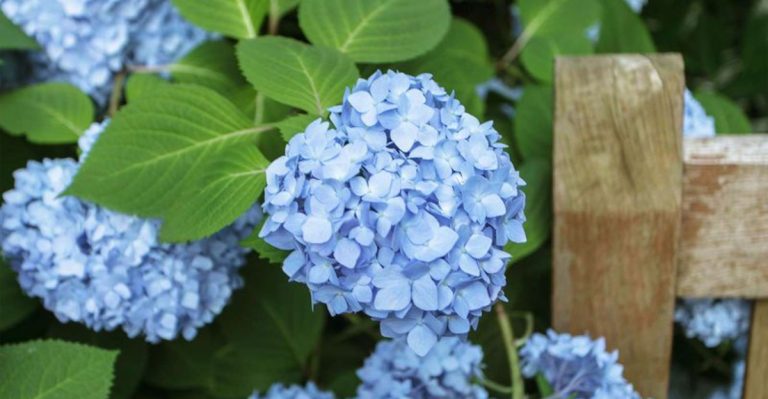 15 Ornamental Shrubs That Will Give Your Garden a Luxurious Look