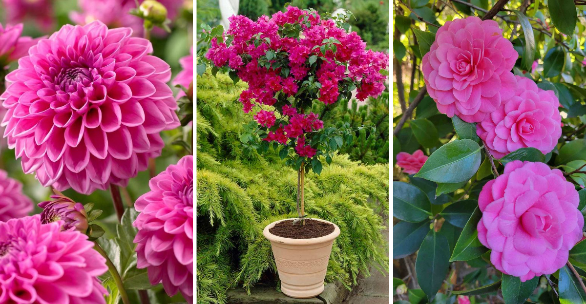 pink-flowers-and-plants-that-will-brighten-up-every-garden