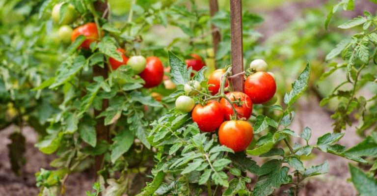 16 Plants Every Prepper Should Grow for a Self-Sustaining Survival Garden