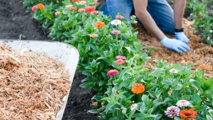 16 Raised Garden Bed Mistakes You Might Be Making