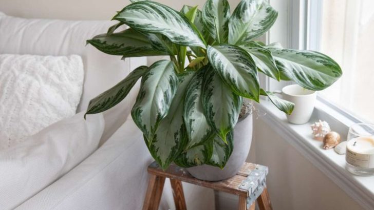 20 Stunning Foliage Plants That Steal the Show Without Flowers