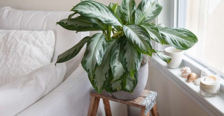20 Stunning Foliage Plants That Steal the Show Without Flowers