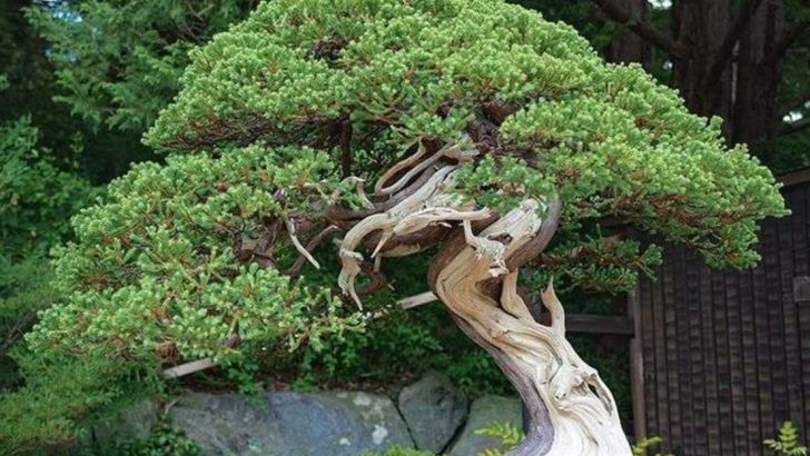 20 Types of Juniper Shrubs for a Low-Maintenance Landscape