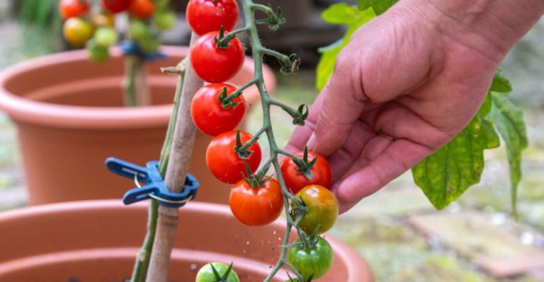 21 Delicious Edible Plants That Thrive in Small Spaces and Balconies