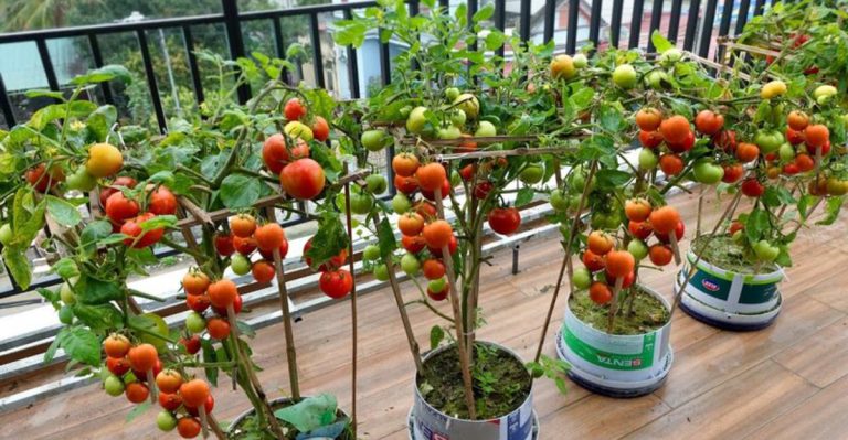 21 Edible Plants Perfect for Balcony and Small Space Gardening