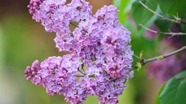 21 Plants That Hate Being Pruned in Spring