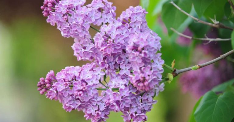 21 Plants That Hate Being Pruned in Spring