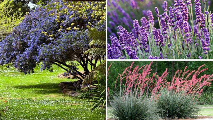 21 Tough Drought-Tolerant Shrubs That Thrive With Minimal Water