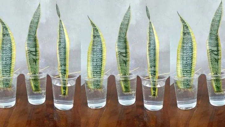 21 Beautiful Plants That Can Be Easily Grown from Cuttings