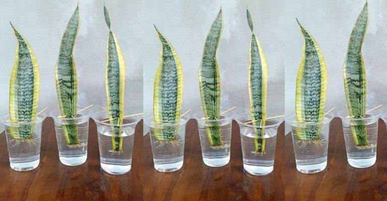 21 Beautiful Plants That Can Be Easily Grown from Cuttings