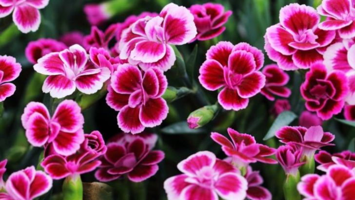 21 Fast-Growing Flowers for Instant Garden Beauty