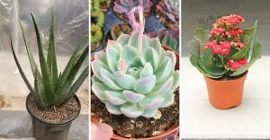 flowering succulents to grow for their stunning blooms