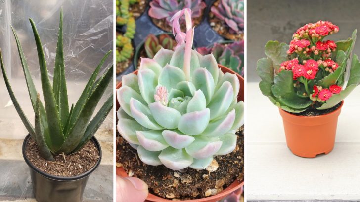 21 Flowering Succulents to Grow for Their Stunning Blooms