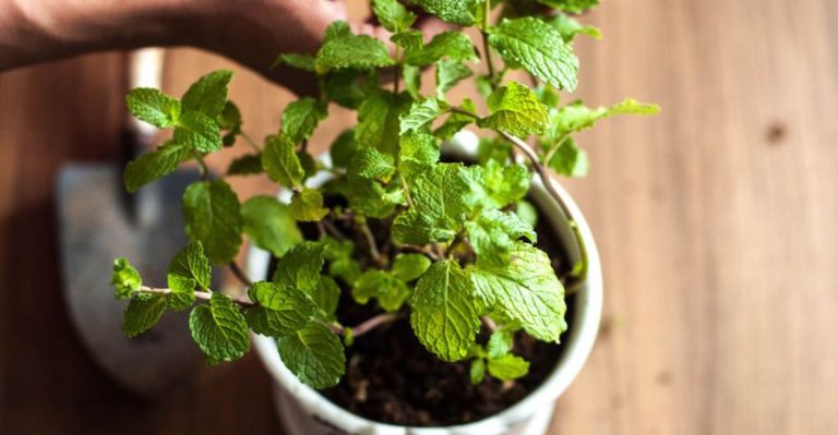 20 Gorgeous Houseplants You Can Eat – Yes, Really