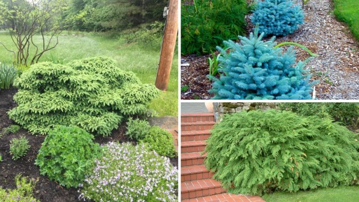 22 Small Conifer Trees That Offer Birds Food, Shelter, and Safety