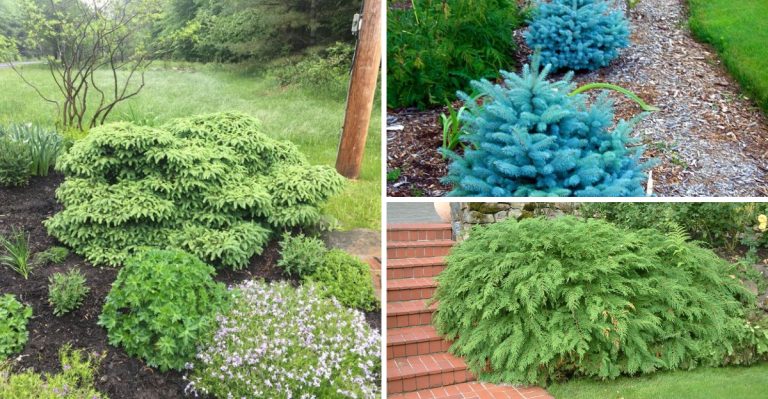 22 Small Conifer Trees That Offer Birds Food, Shelter, and Safety