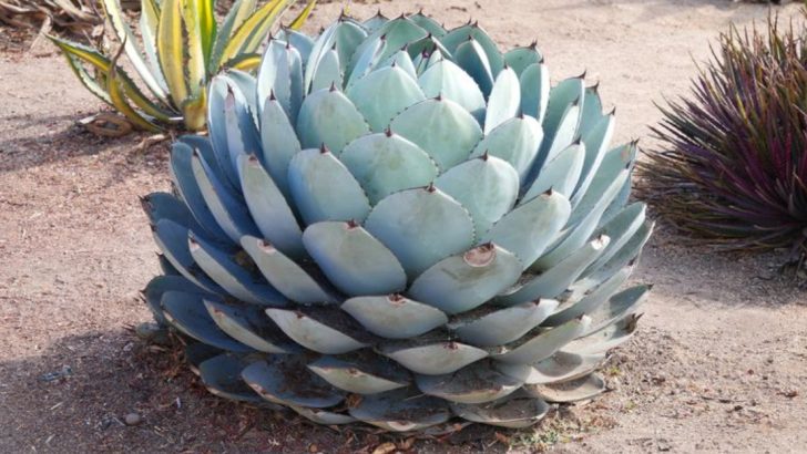 22 Cold-Hardy Agave Plants That Can Survive Freezing Temperatures