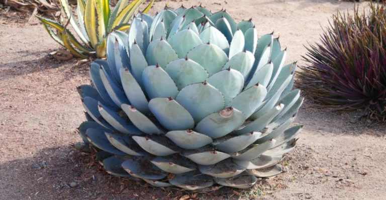 22 Cold-Hardy Agave Plants That Can Survive Freezing Temperatures