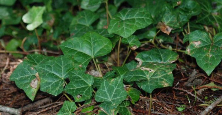 14 Groundcover Plants You Should Never Plant