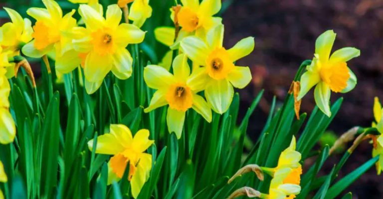 21 Low-Maintenance Flowers That Thrive on Neglect