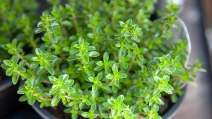 22 Most Fragrant Herbs to Grow for Cooking and Tea