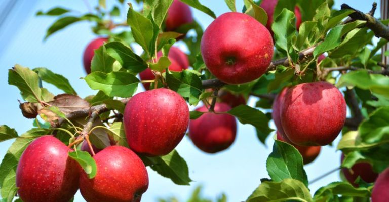 20 Trees Every Survivalist Should Consider Planting for Long-Term Preparedness