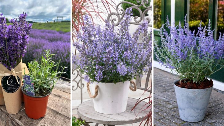 23 Gorgeous Purple Perennials That Add a Touch of Royalty to Your Garden