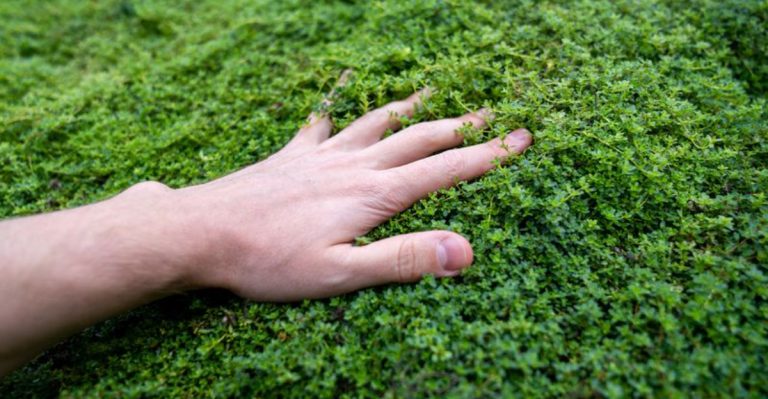 23 Ground Covers That Replace Grass and Require No Mowing