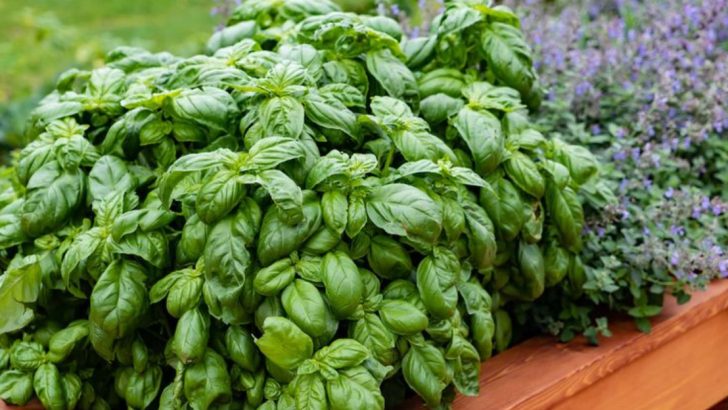 12 Herbs You’re Probably Growing Wrong