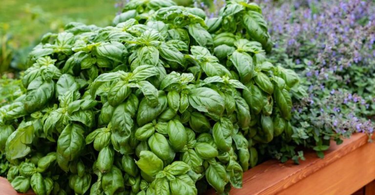 12 Herbs You’re Probably Growing Wrong