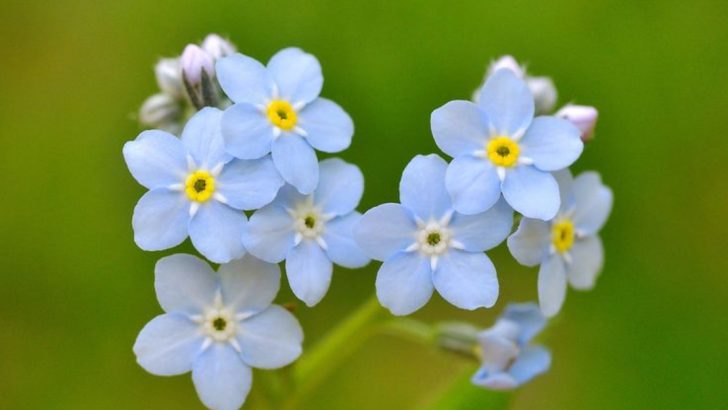 23 Stunning Blue Flowers You’ll Love Having in Your Garden