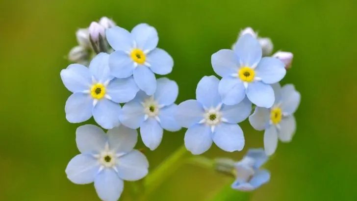 23 Stunning Blue Flowers You’ll Love Having in Your Garden