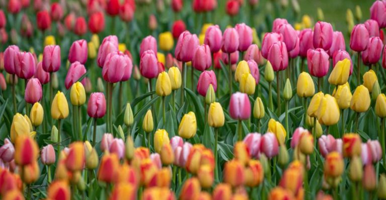 24 Spring Flowers That Instantly Brighten Up Your Garden