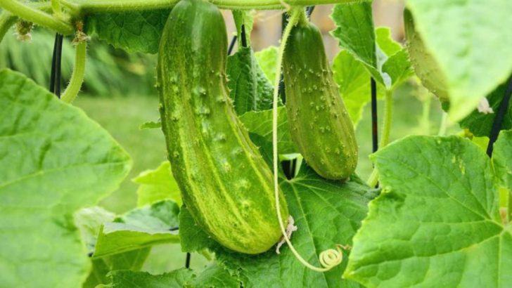 13 Best Climbing Vegetables to Grow Vertically