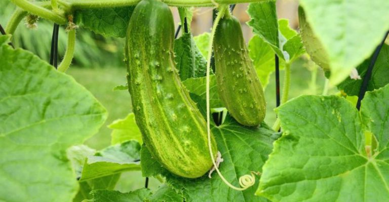 13 Best Climbing Vegetables to Grow Vertically