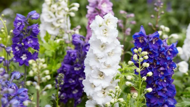 24 Must-Have Plants for a Stunning English Cottage Garden