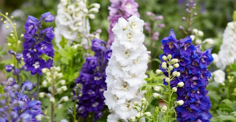 24 Must-Have Plants for a Stunning English Cottage Garden
