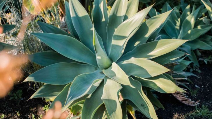 23 Plants for Sandy Soil That Thrive in Dry Conditions