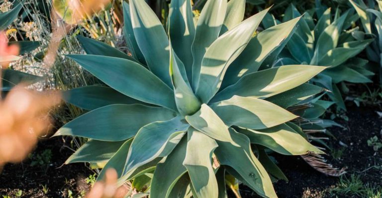 23 Plants for Sandy Soil That Thrive in Dry Conditions