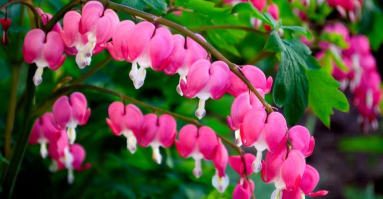 24 Plants That Make the Most of the Space Beneath Trees