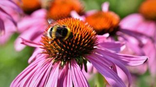 11 Super Plants for Kentucky Landscapes - Plantisima