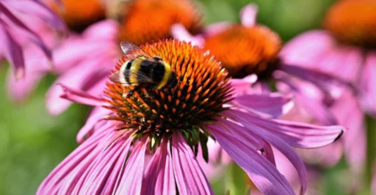 11 Super Plants for Kentucky Landscapes